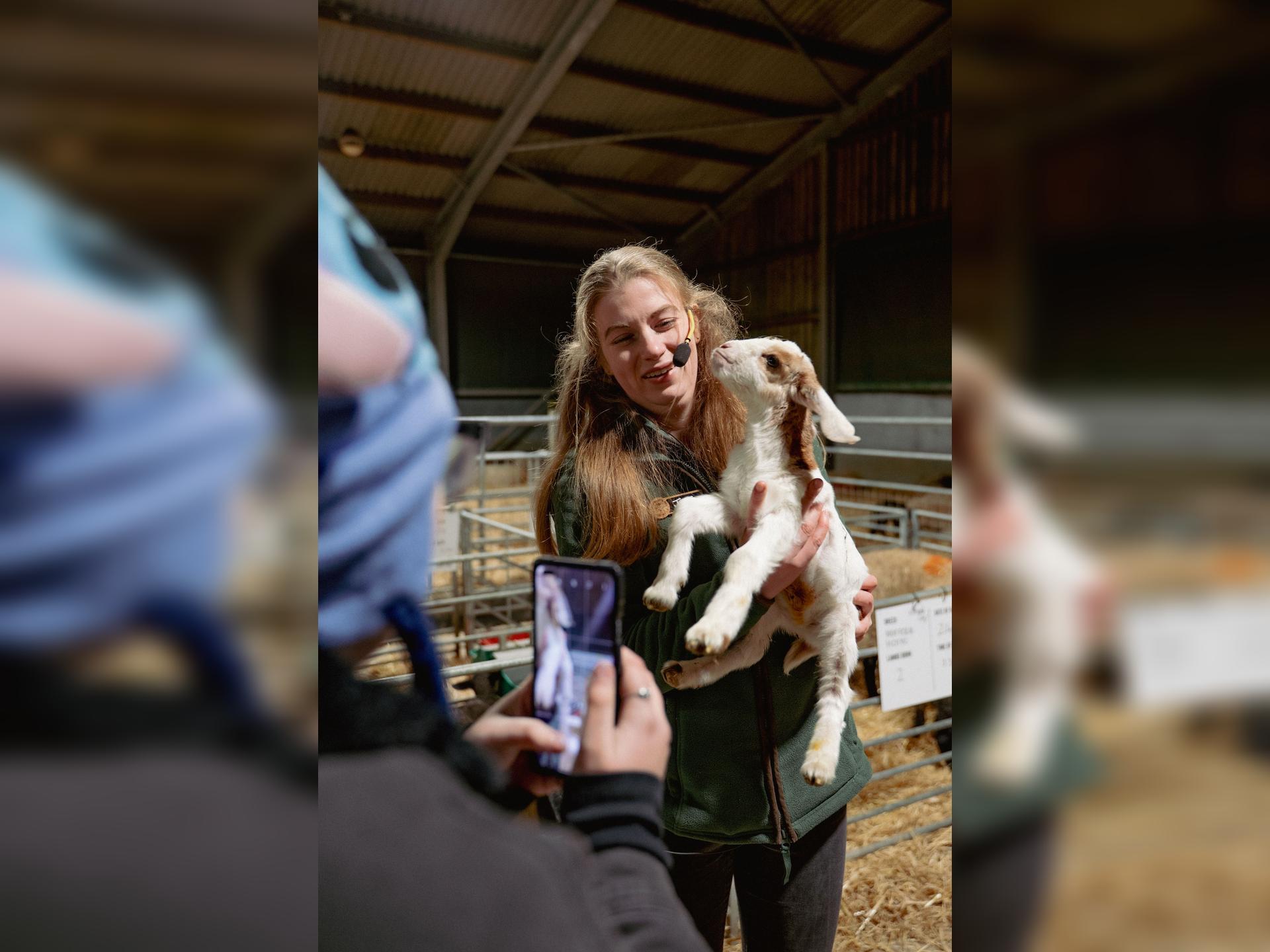 Lambing After Dark