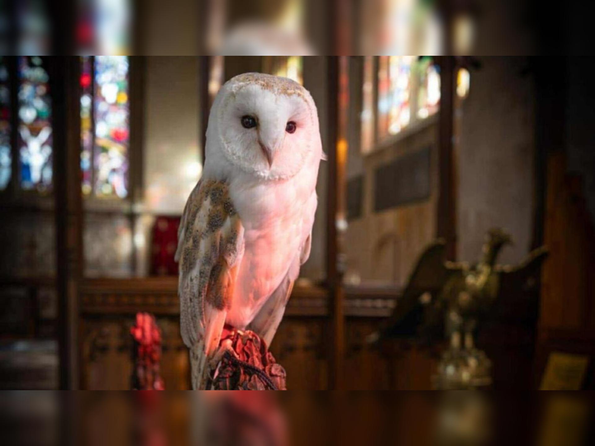 Owl Experiences
