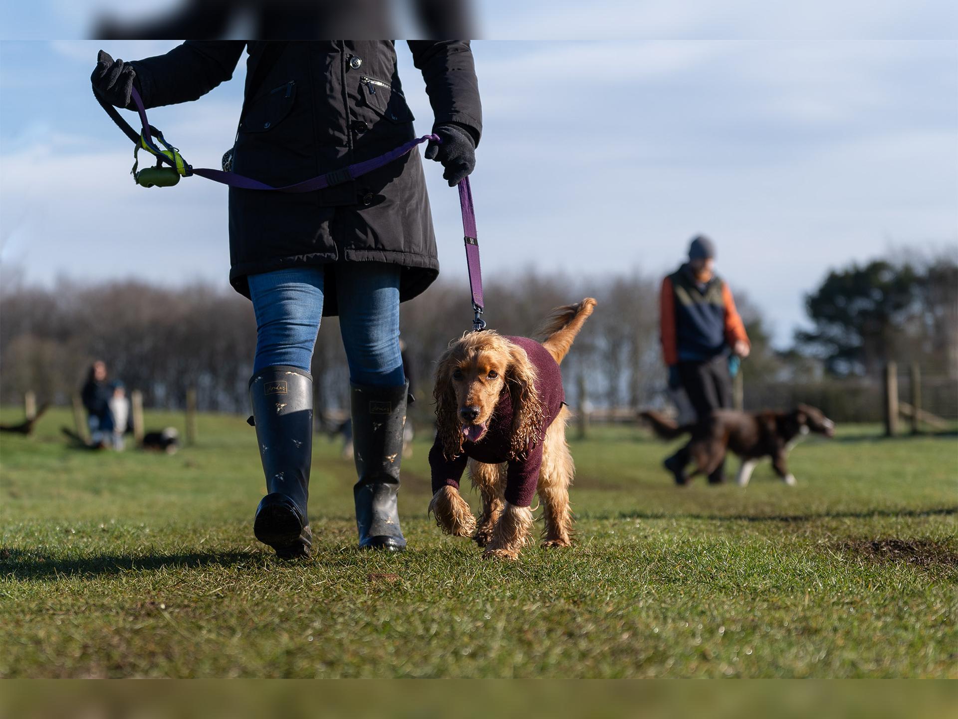 Guided Cotswolds Dog Walks - Routes, Meeting Point, Ticketing and What to Bring for Owners
