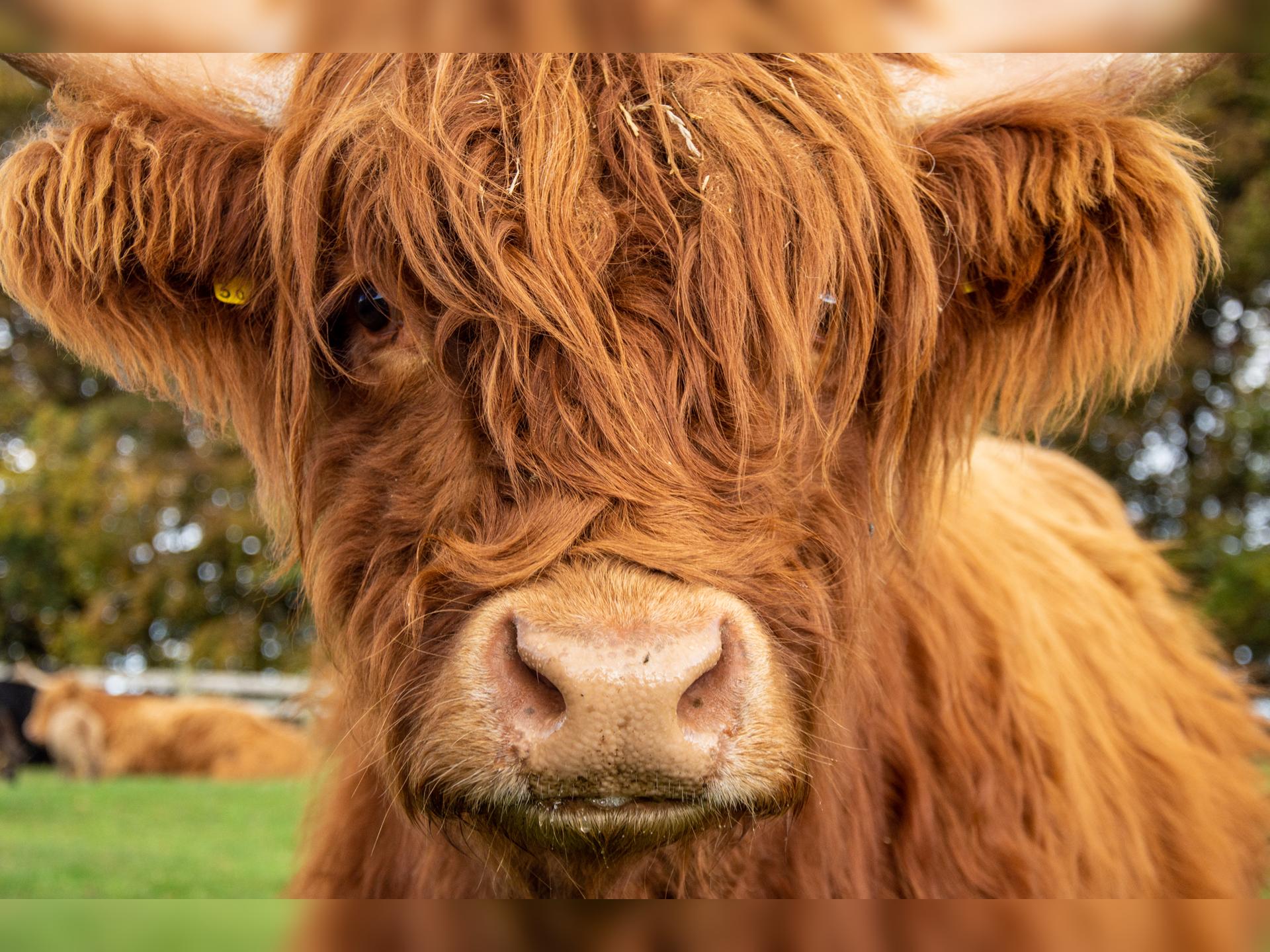 Highland Cow Weekend at Cotswold Farm Park