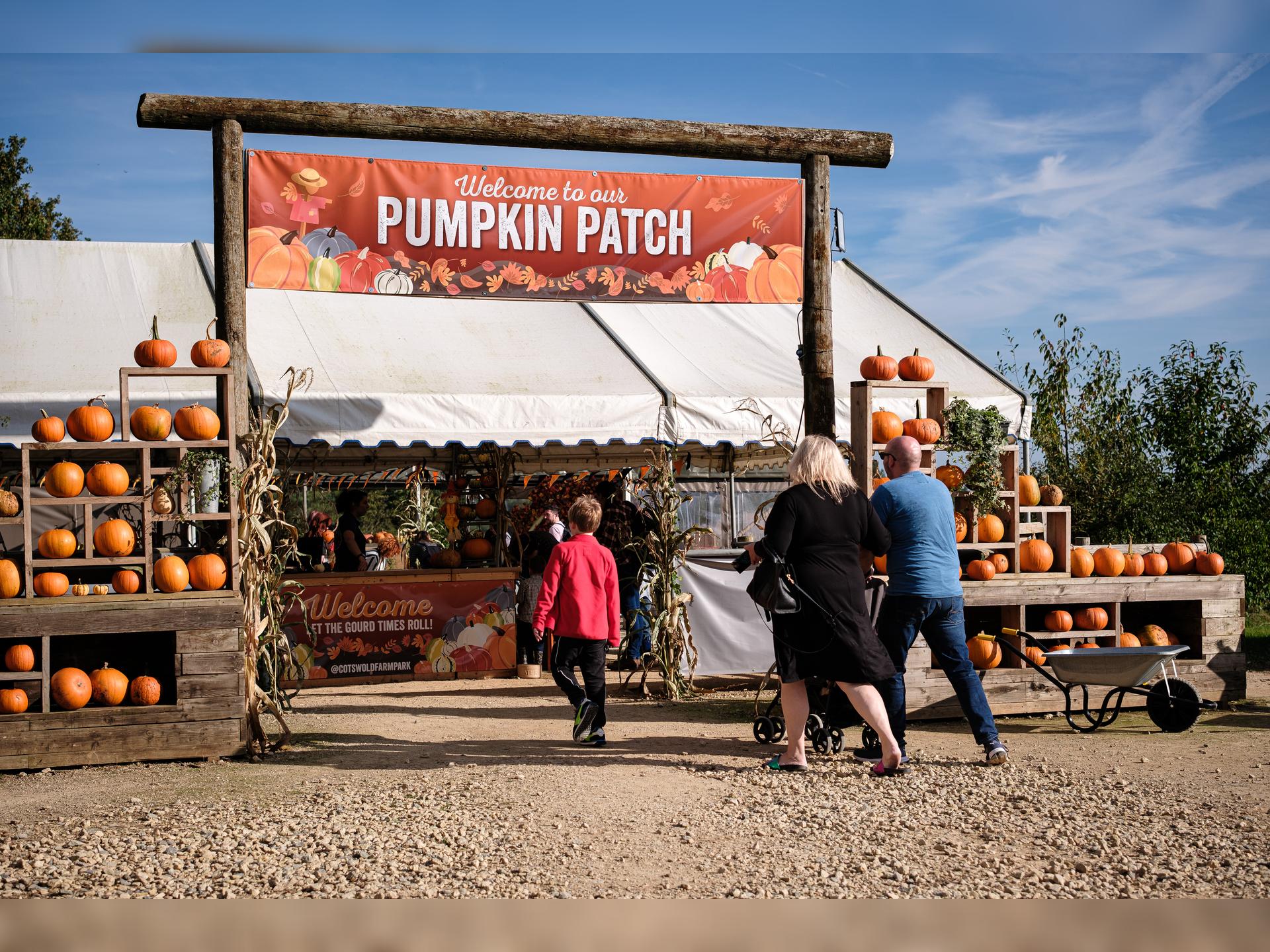 Pumpkin Patch