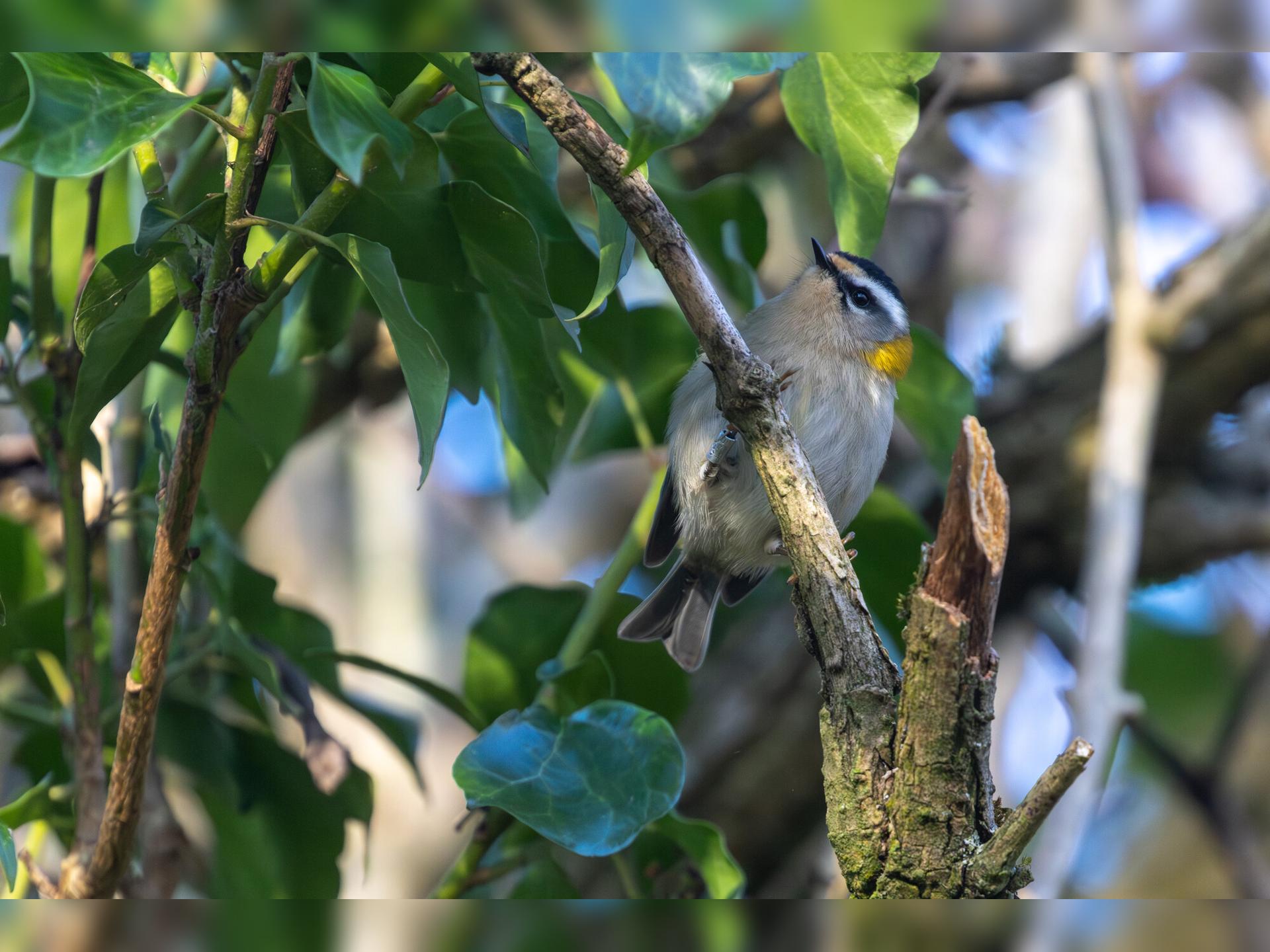 Birding for Beginners