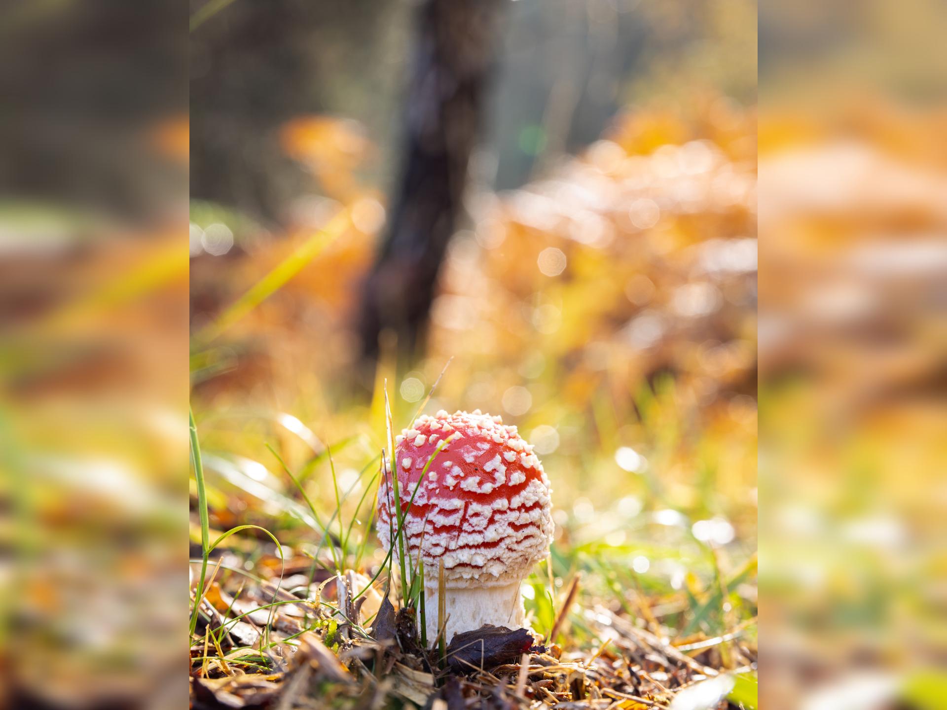 Autumn Fungi Walks  