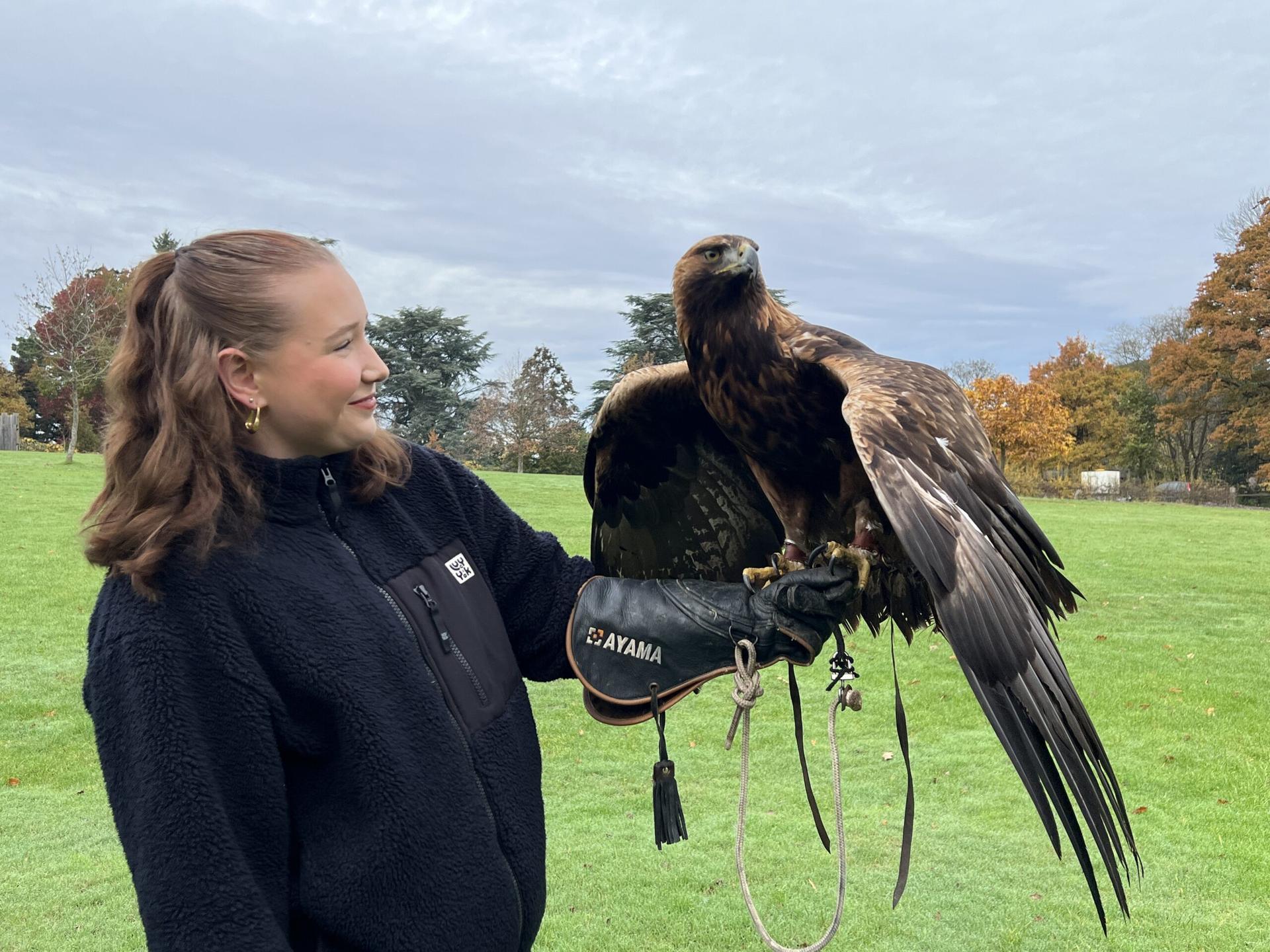 Christmas Falconry Experience