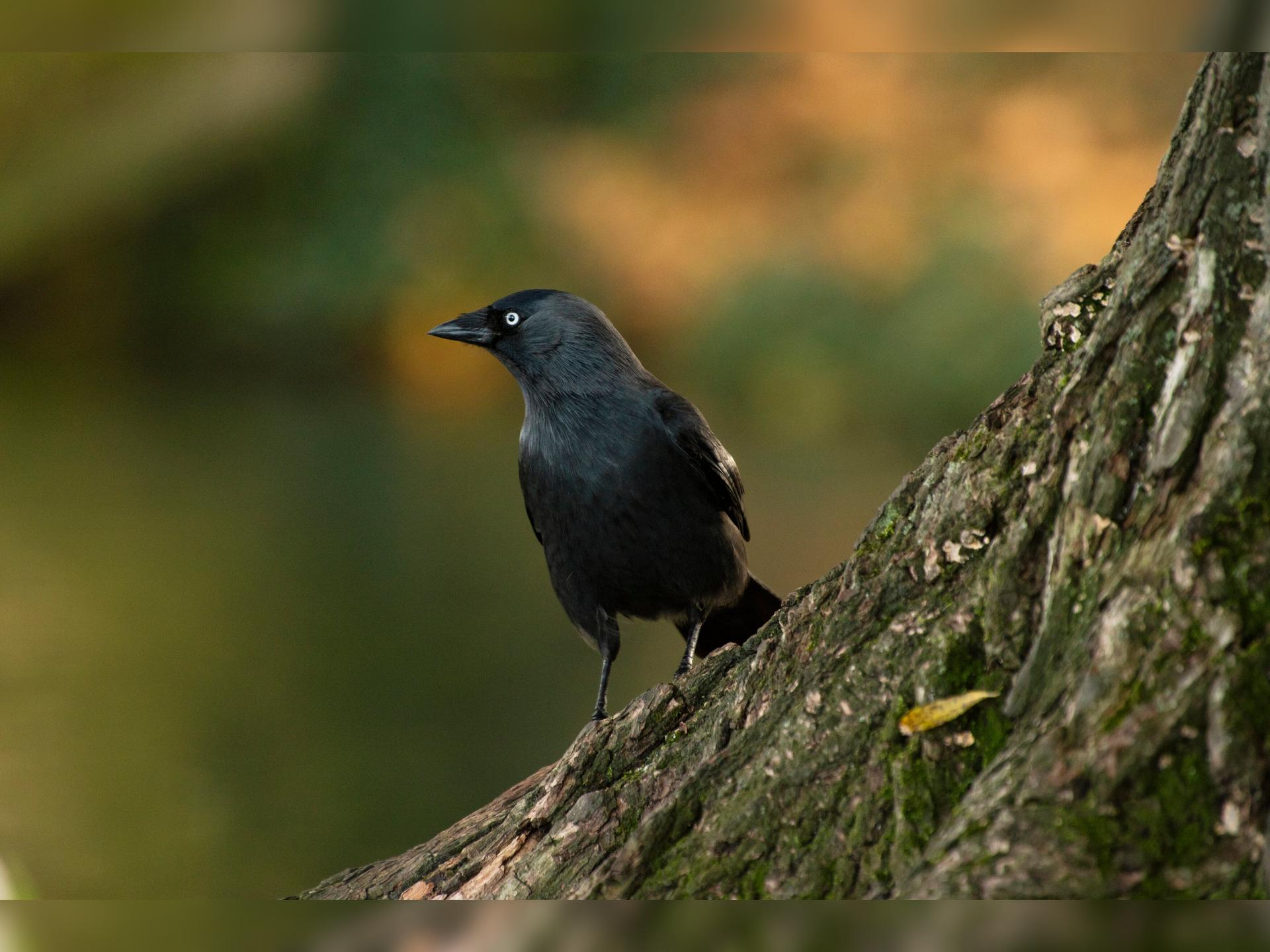 Rspb Autumn Bird Walk At Wisley