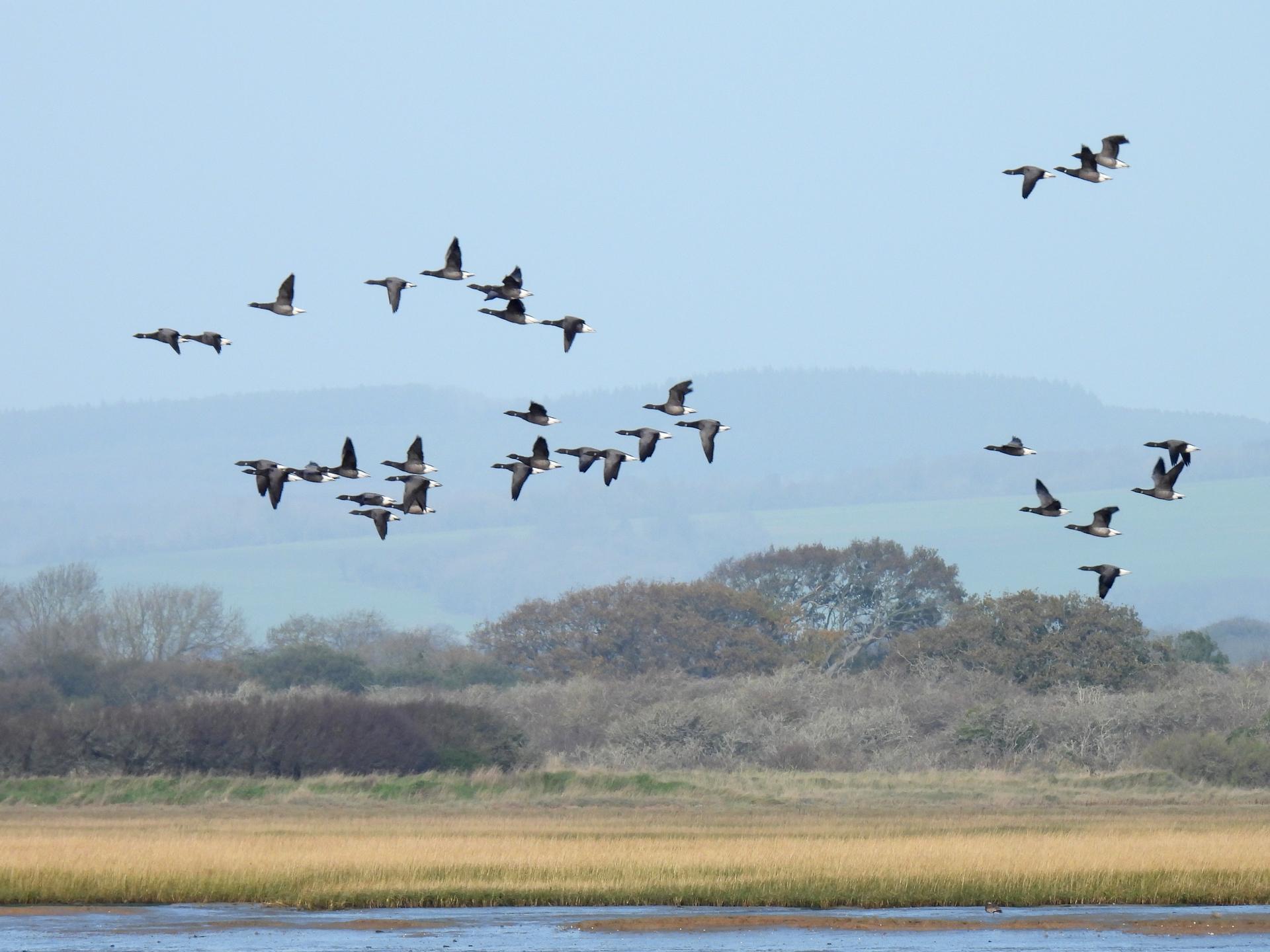 Guided Walk: Church Norton Wintering Waders and Wildfowl