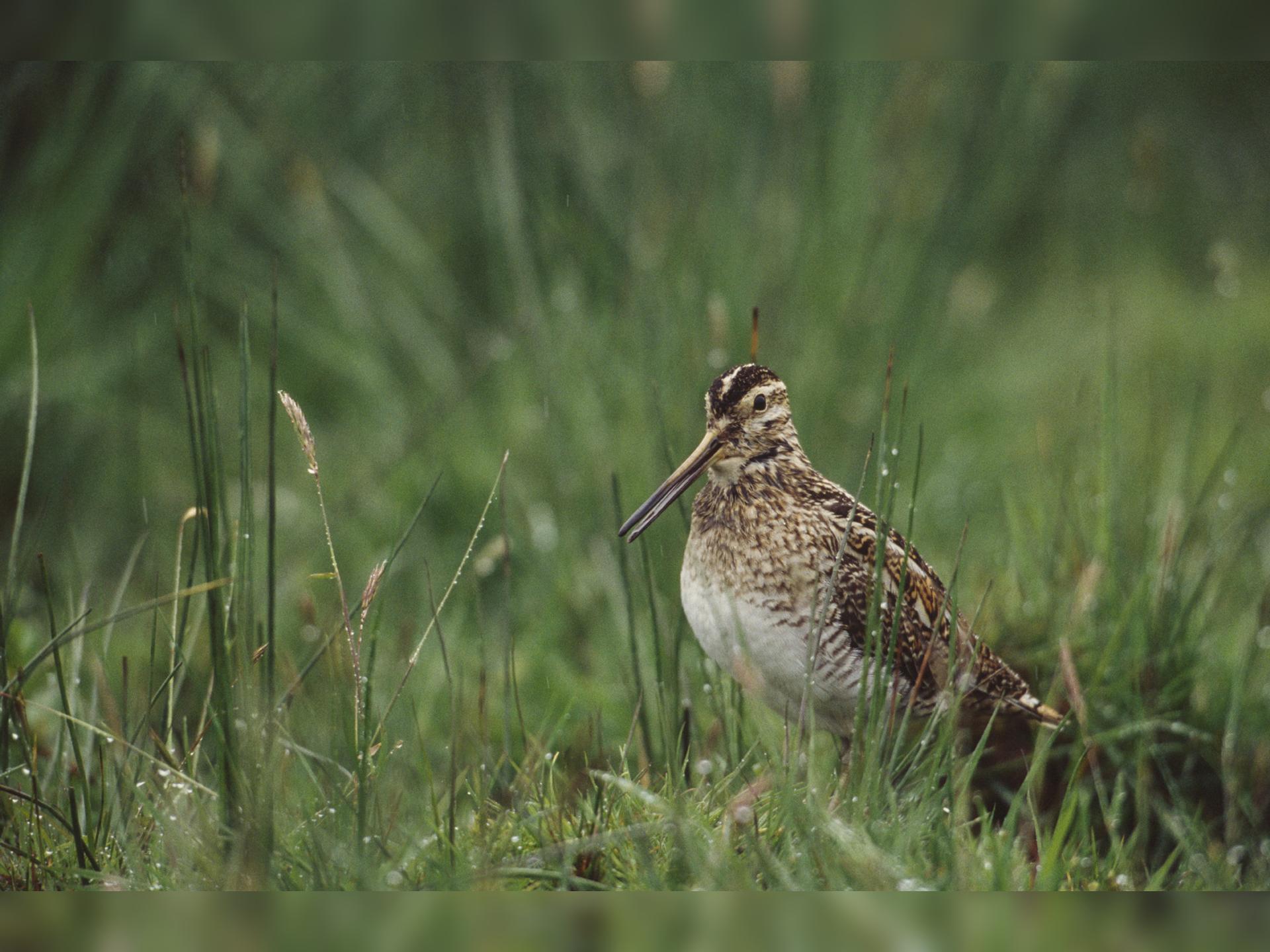 New Year's Day Bird Watching Walk