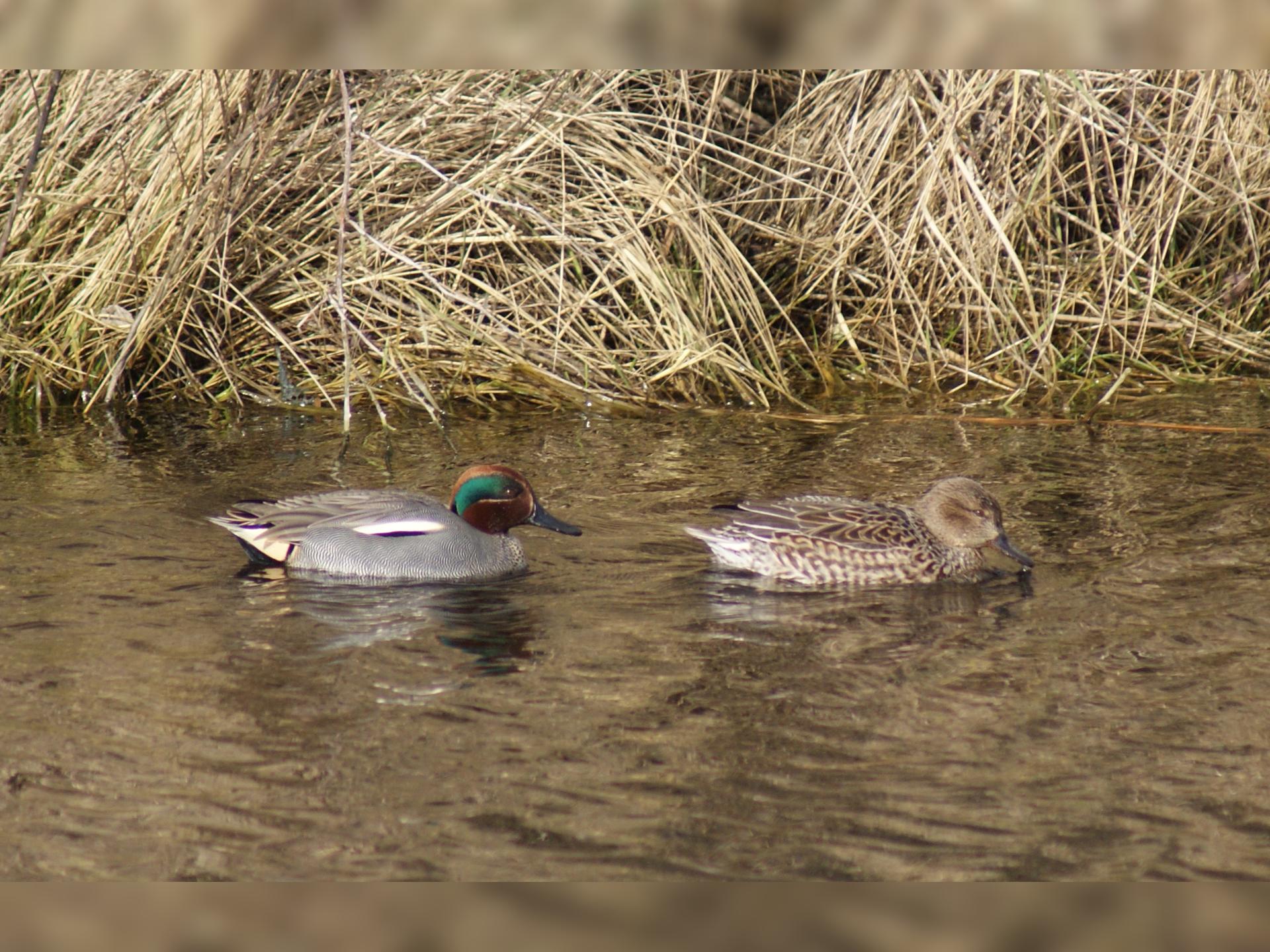 Guided Walk: Pagham Wintering Waders and Wildfowl
