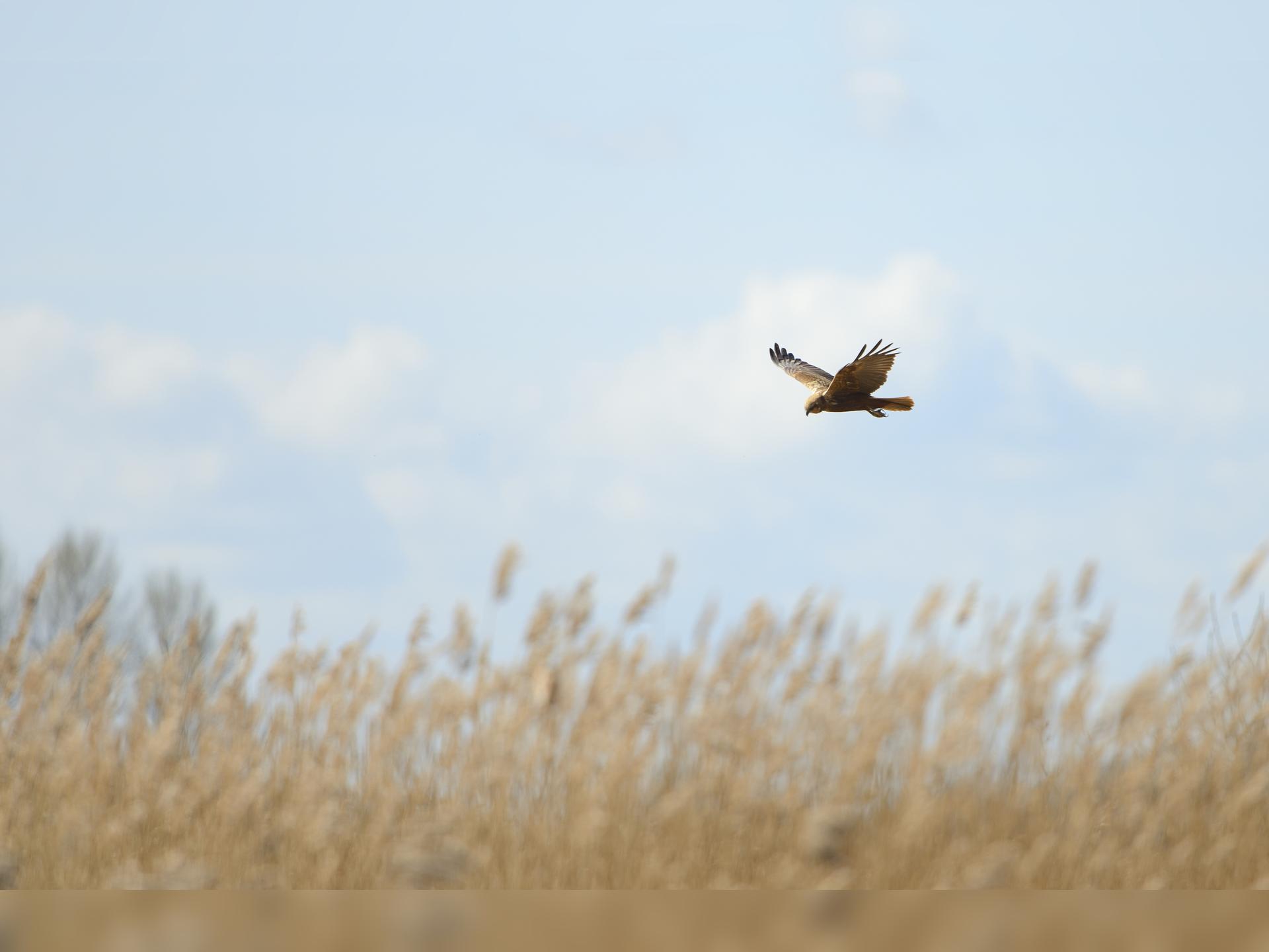 Guided Walk: Magical Medmerry
