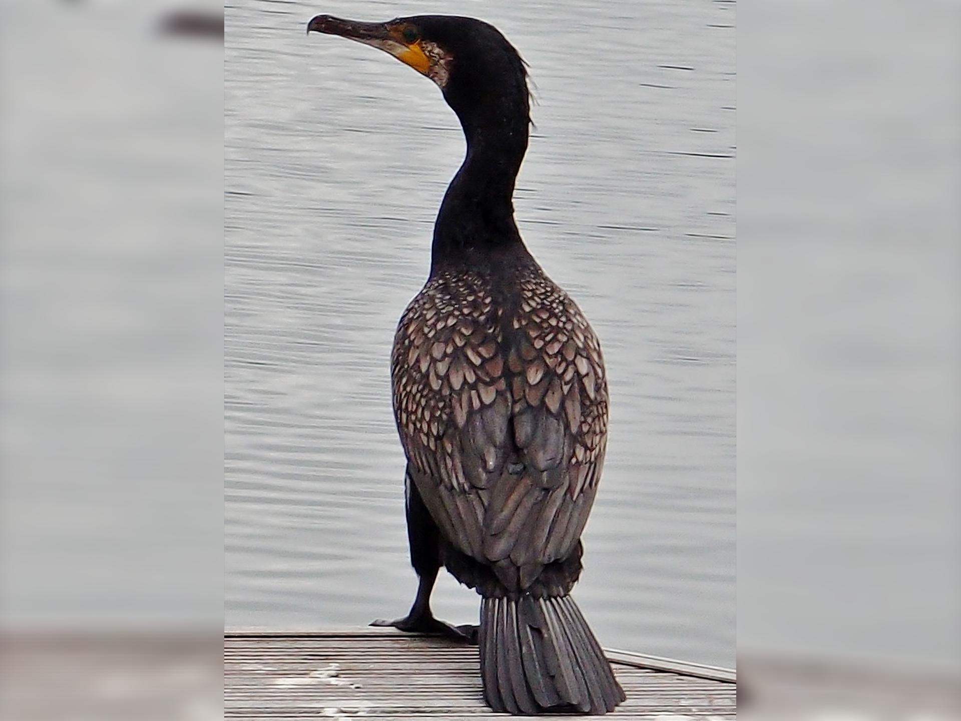 Nature Discovery / Bird-Watching Boat Trip - High Tide Special
