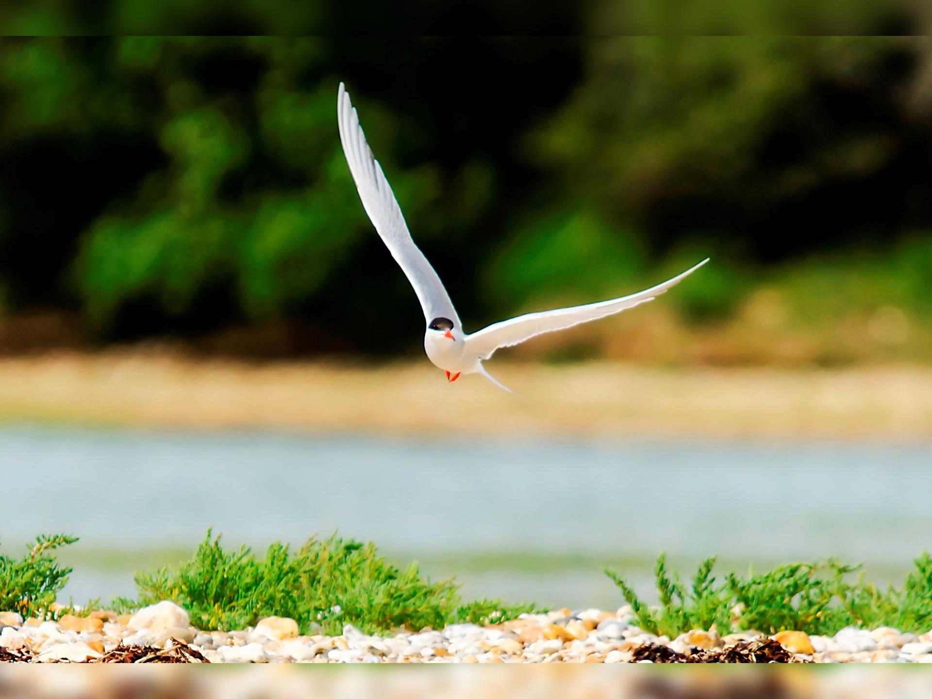Nature Discovery Bird-Watching Boat Trip