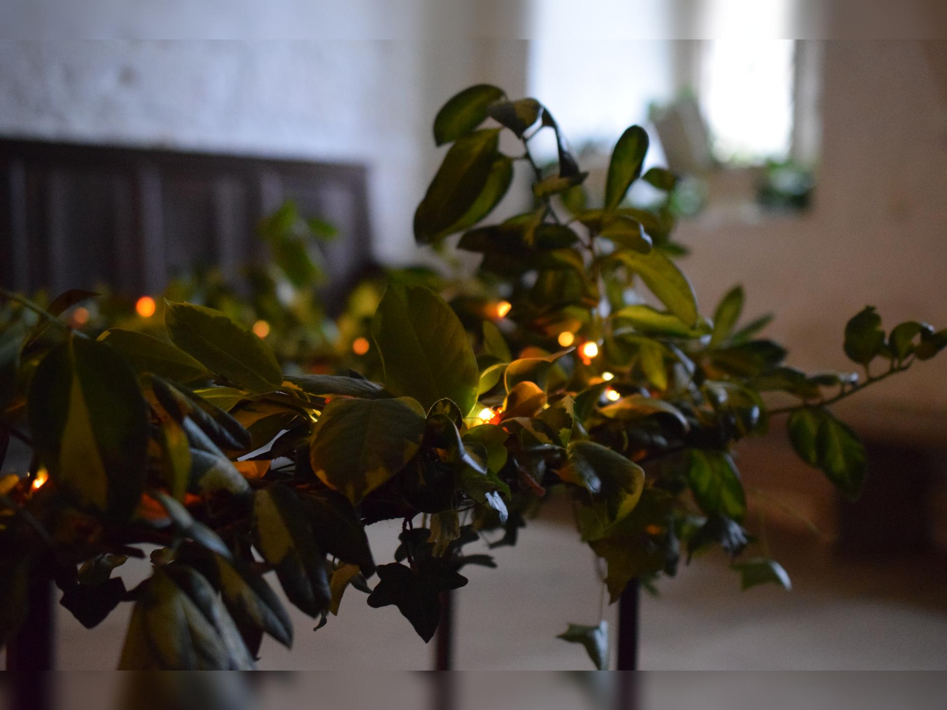 Wreath Making Workshop